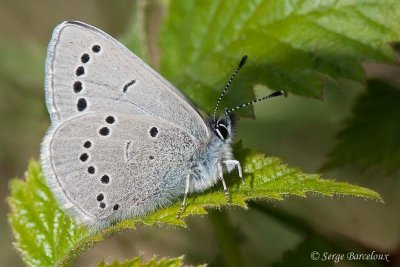 Bleu argent