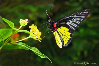 Troides rhadamantus