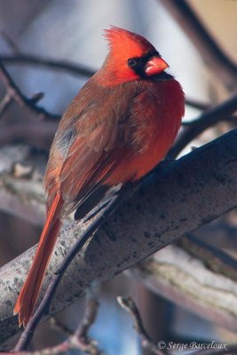 Cardinal rouge