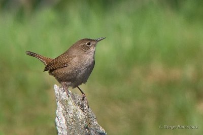 Les oiseaux