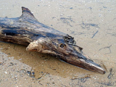 Aground Dolphin