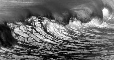 The innards of the sea / Las tripas del mar