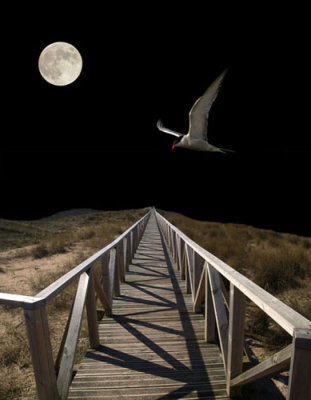 Moonlight
