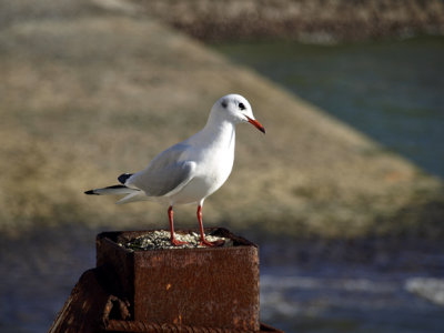 Portrait in Puerto Chico