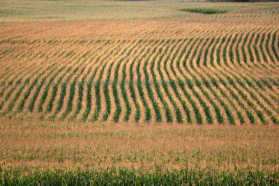 Corn waves