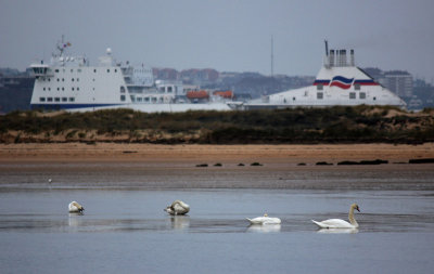 The Contentin with swans