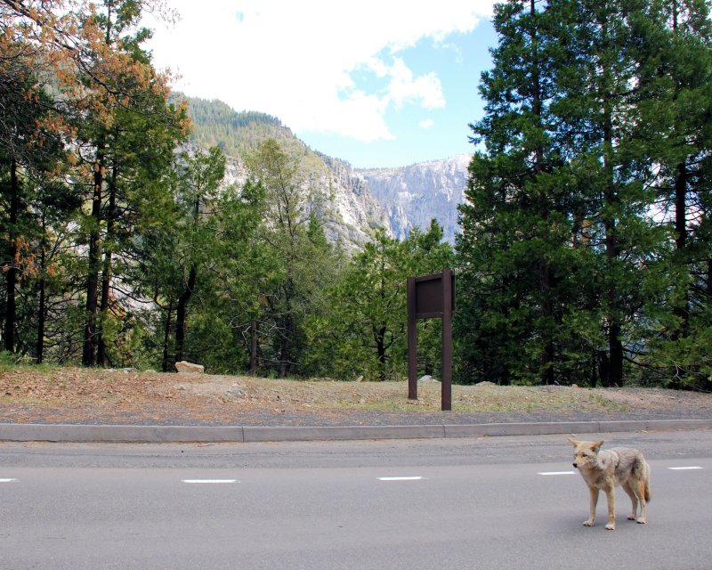 Coyote and Yosemite 8x10 DSC_5880.JPG