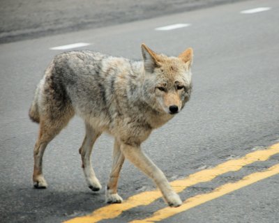 Coyote on 41 8x10 DSC_5875.JPG