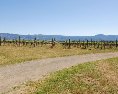 Hendry Vinyard 8x10 DSC_6118.JPG