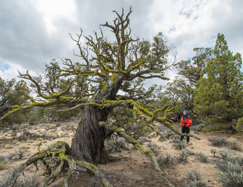 twisty tree