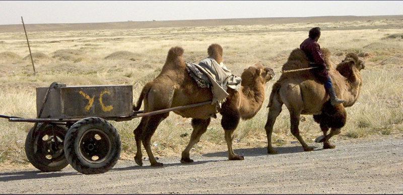 camel power