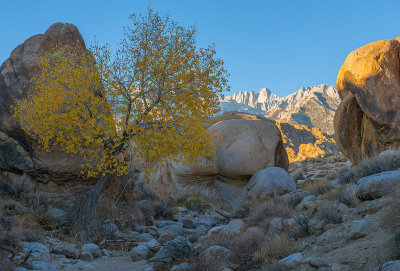 Cottonwood tree / Mt.Whitney