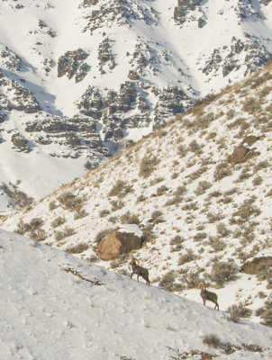 Bighorn Sheep / crop from previous image