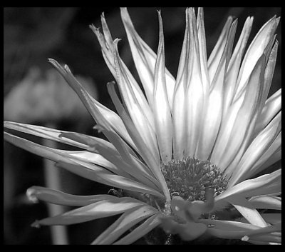 flower web 026.jpg