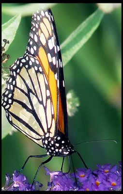Butterfly web 013.jpg