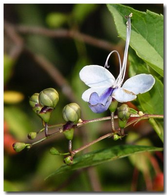 Butterfly flower web 020 copy.jpg