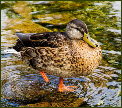 duck1468.jpg