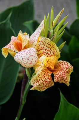 Canna 'Picasso'