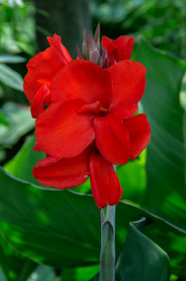 Canna 'Red'