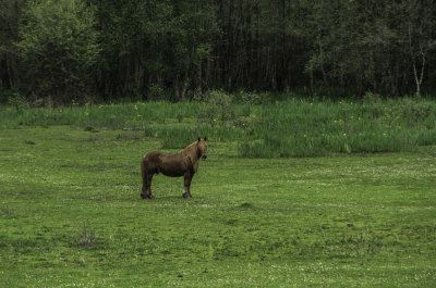 Caballo en el prado