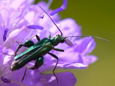 Oedemera femorata