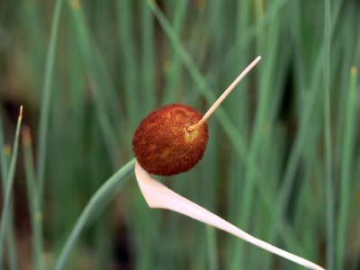 Totora (Typha minima)