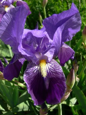 Iris Pallida Variegata