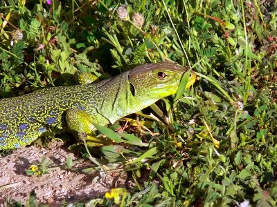 Lagarto Ocelado