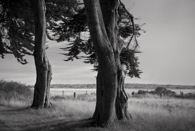 Cypress Trees, Point Reyes