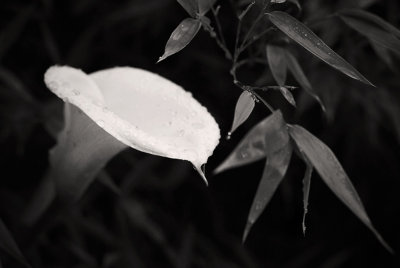 Calla Lily After The Rain