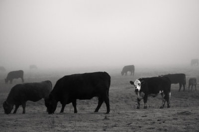 Cows of West Marin No. 4