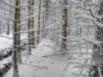 crawling about in the forest