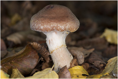 sombere Honingzwam - Armillaria ostoyae