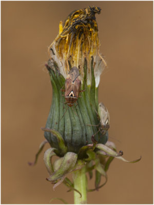 Weidewants - Lygus pratensis