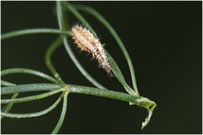 larve van het Goudoogje - Chrysoperla carnea