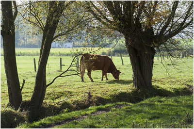 Limousin koe langs de Zinselbeek