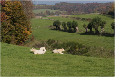 Zuidlimburgs' heuvelland