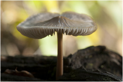 Helmmycena – Mycena galericulata