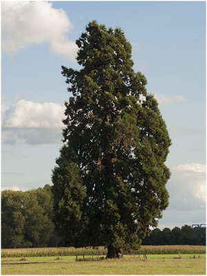 Reuzensequoia - Sequoiadendron giganteum