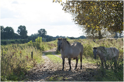 natuurgebied de Maaswinkel