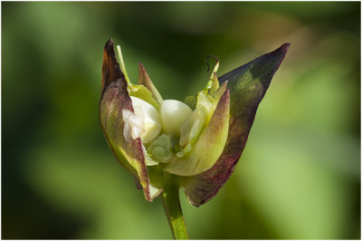 zaadjes van Haagwinde - Convolvulus sepium