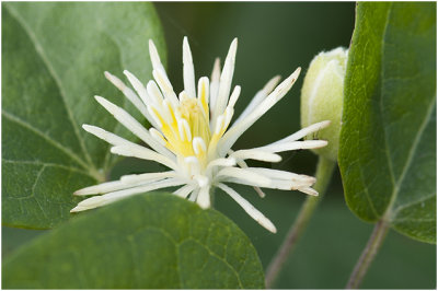 Bosrank - Clematis vitalba 