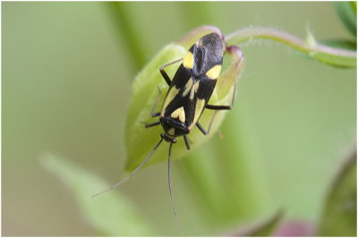Boschhookwants - Grypocoris sexguttatus