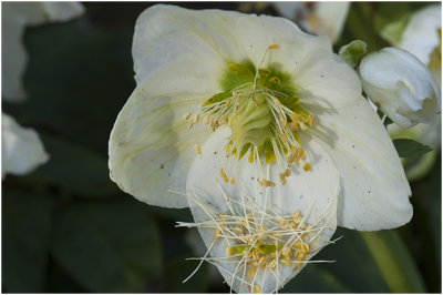 Helleborus odorus