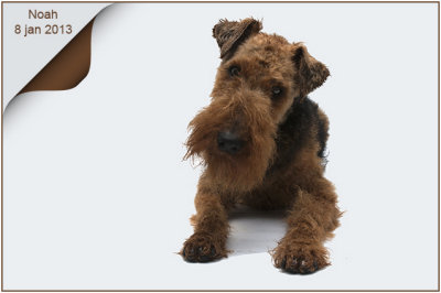 Noah - onze Welsh terrier