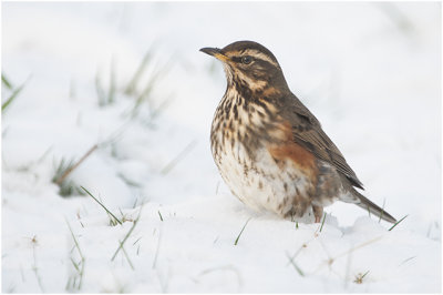 Koperwiek - Turdus iliacus