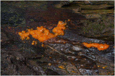 Oranje druppelzwam - Dacrymyces stillatus