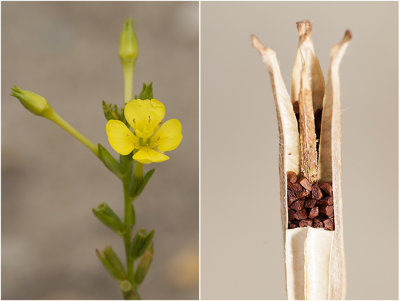  kleine Teunisbloem - Oenothera parviflora