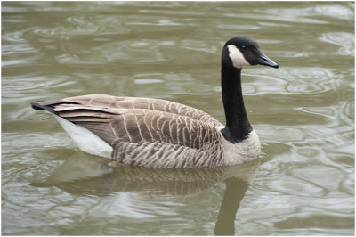 kleine Canadese Gans - Branta hutchinsii