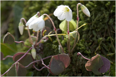 witte Klaverzuring - Oxalis acetosella